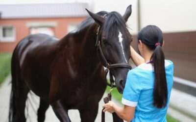 Equine Therapy for Mental Health Improvement