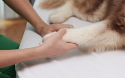 Pet Therapy in Mental Health Treatment